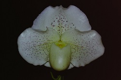 Paph.Hiro Illusion ‘East River’