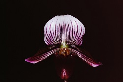 Paph.barburtum ‘Tsukuba Surprise’