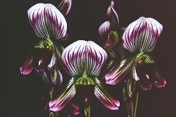 Paph.thailandense ‘Applause’