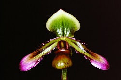 Paph.volonteanum ‘Endless Dream’