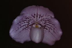 Paph.Es Leuco ‘Escort’