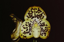 Paph.wenshanense ‘Chocolate Chips’