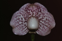 Paph.ang-thong ‘Triton’