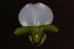 Paph.charlesworthii fma. album ‘East River’