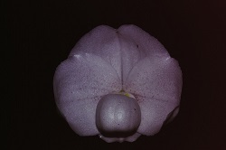 Paph.niveum ‘Suigen-Bin’