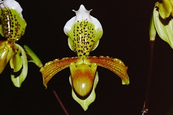 Paph.insigne ‘R. K. Star’