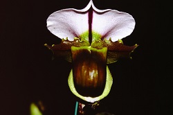 Paph.spicerianum ‘Hiroki’