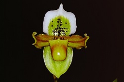 Paph.exul ‘Smile of Goddess’