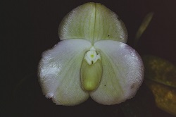 Paph.bellatulum f. Album ‘Shiro’