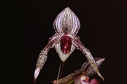 Paph.Rolfei ‘Star Garden’