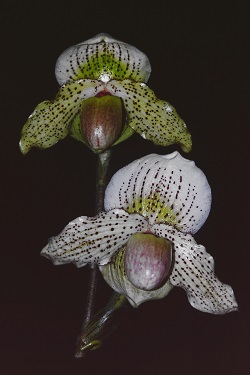 Paph.Sweet Sato ‘Sato & River’