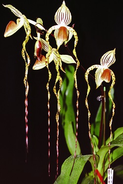 Paph.Sander's Pride ‘Yashima’