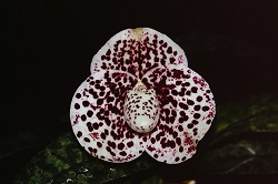 Paph.bellatulum ‘Kao’