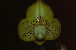 Paph.concolor ‘Suigen Riko’