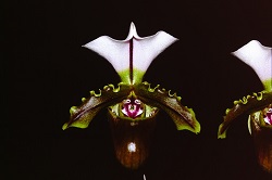 Paph.spicerianum ‘Blumen Insel’