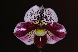 Paph.Frend Jaguar Sato ‘East River’