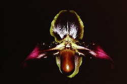 Paph.esquilorei ‘Hiro’