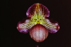 Paph.Tanja Pinkepank ‘Applause’