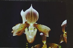 Paph.tonsum ‘N. Nakamura’