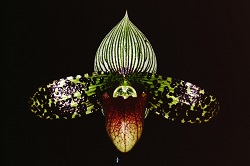 Paph.sukuhakulii ‘Salamander’