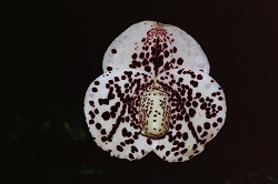 Paph.bellatulum ‘Riki’