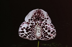 Paph.bellatulum ‘Sun Flower’