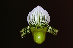 Paph.henisianum ‘Oku's Green’