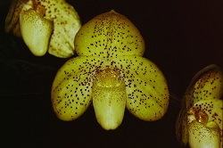 Paph.concolor ‘Goyu’