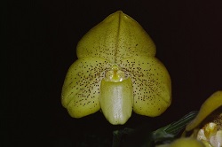 Paph.concolor ‘Bobby’