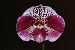 Paph.Frend Jaguar Sato ‘East River No1’