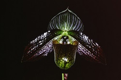 Paph.wardii ‘Suigen’