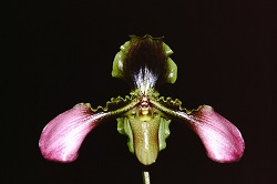 Paph.hirsutisimum ‘Satan’