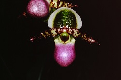 Paph.limianum ‘Pink Lady’