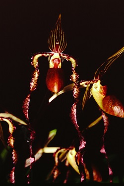 Paph.sanderianum ‘Kasiwa’