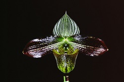 Paph.wardii ‘Okada’