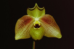 Paph.Memoria Larry Heuer ‘Pinewell’