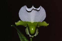 Paph.charlesworthii f. album ‘Applause’