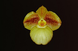 Paph.Fumi's Delight ‘Yorozu’