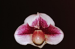 Paph.Hamana Fairy×Friend Spirit ‘Ogawa’