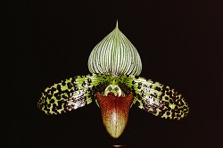 Paph.sukuhakulii ‘Salamander’