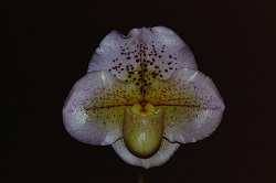 Paph.Russ Palmer ‘Sato & River’