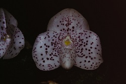 Paph.wenshanense ‘Okada’