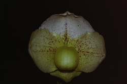 Paph.{(Yosemite Moon×S. Gratrix)×ang-thong f. album} ‘Mandara’