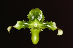 Paph.esquilorei f. album ‘Yashima’