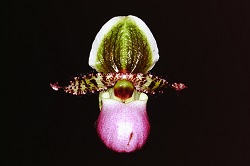 Paph.limianum ‘Kei No1’