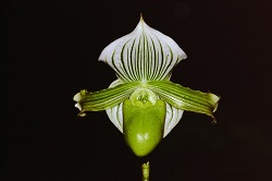 Paph.nigritum f. album ‘Green Liar’