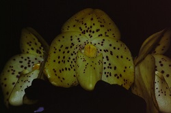 Paph.wenshanense ‘Kanira’