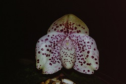 Paph.bellatulum ‘Kashiwa’