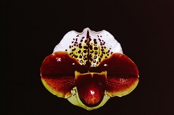 Paph.Memoria Sabrina Mark ‘Red River’