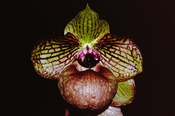 Paph.Fanaticum ‘Magnus Lapis’